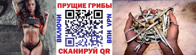 Псилоцибиновые грибы Cubensis Тюкалинск